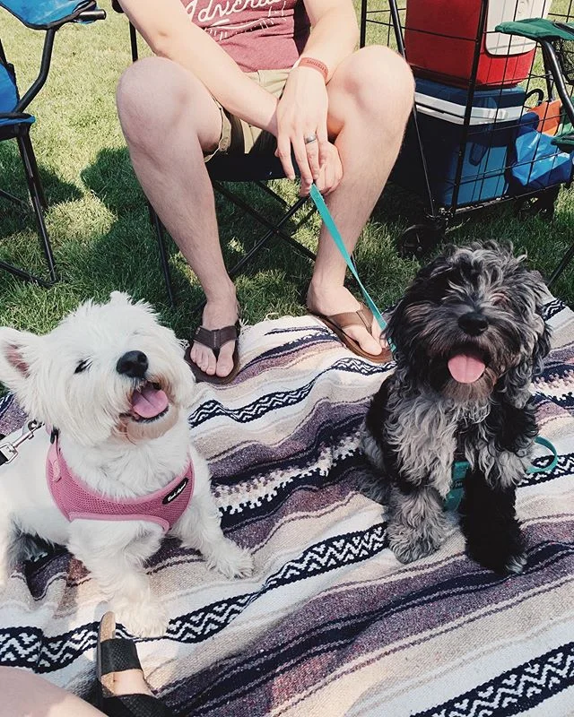 Festival puppies 🐶