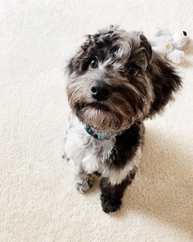 This pupper got a haircut 😍 thanks @prettypupspetcare