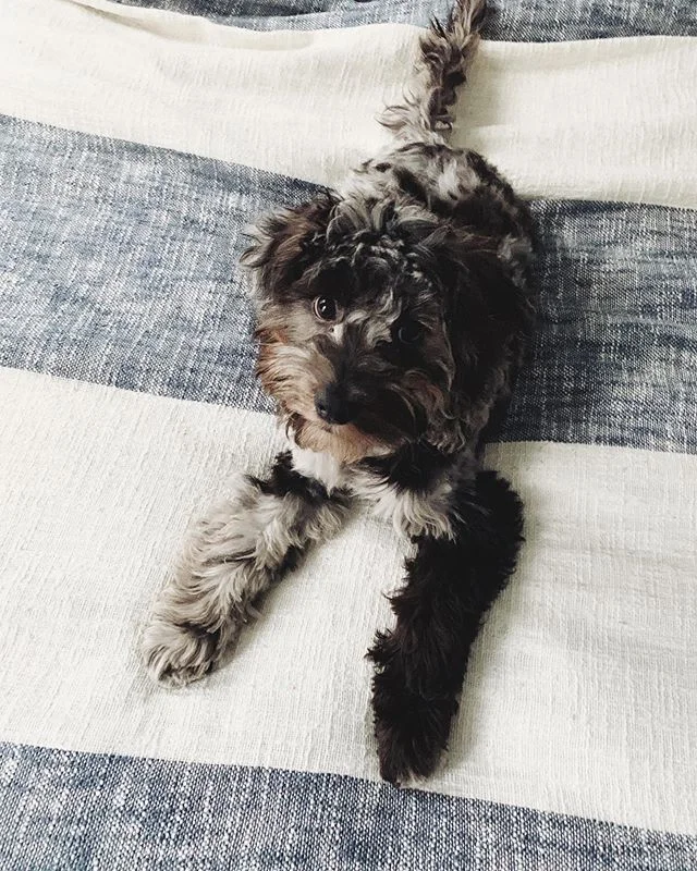 This little floof is my favorite 😊 #prentisspuppy