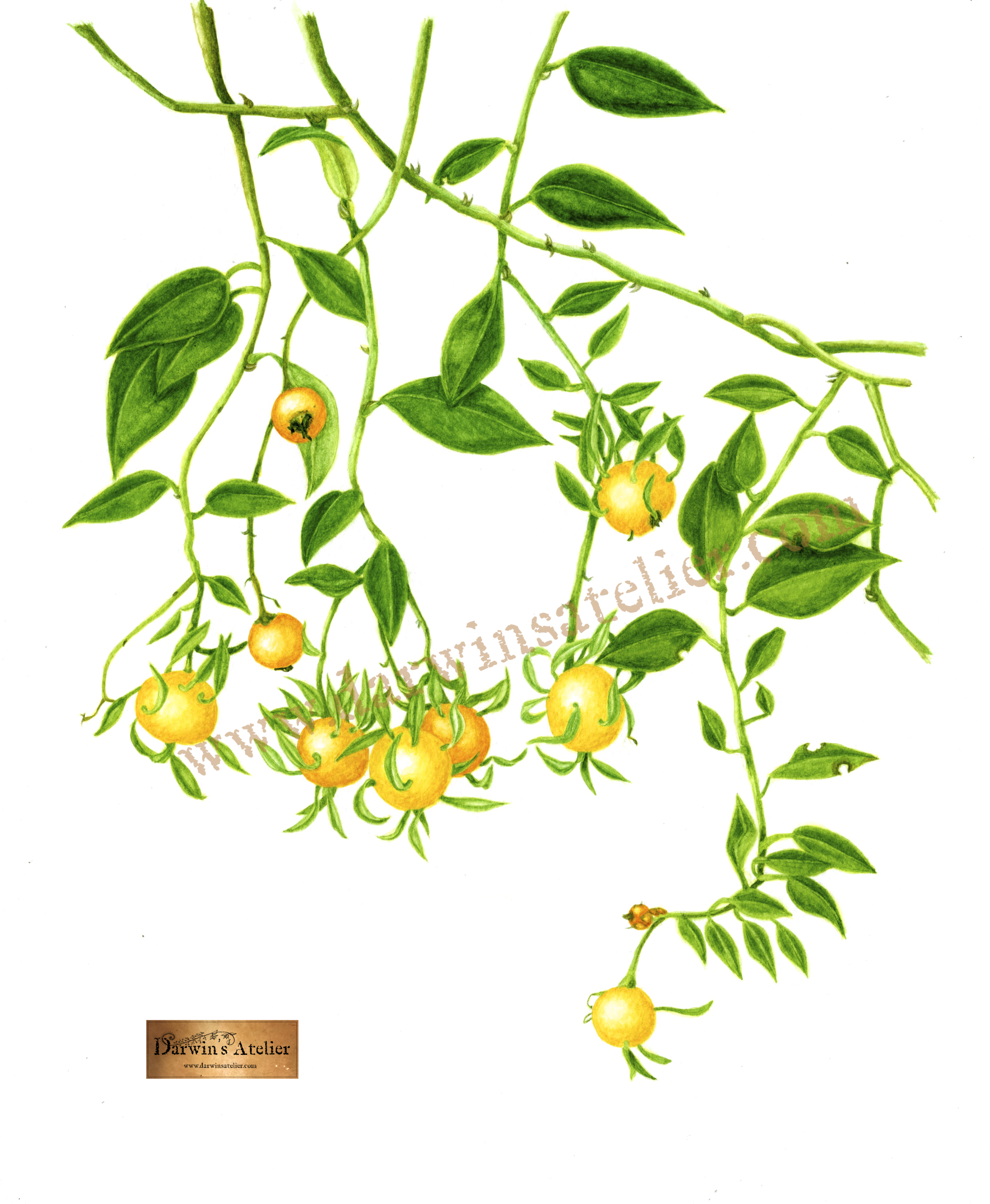 Barbados Gooseberry w logo and watermark.png