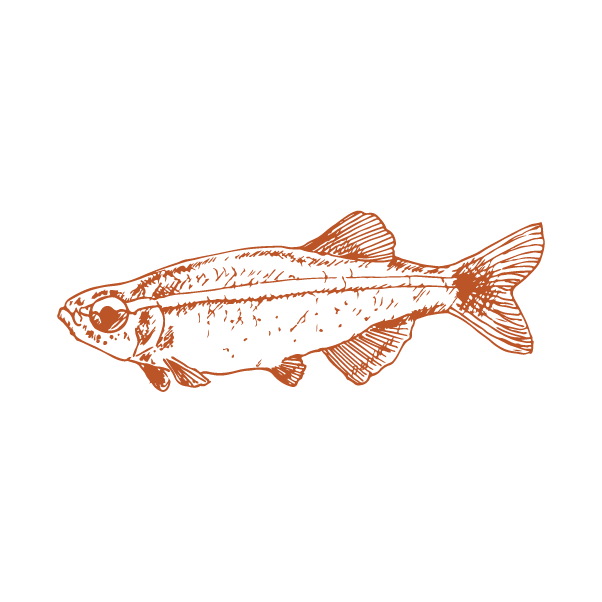 Fish 2.png
