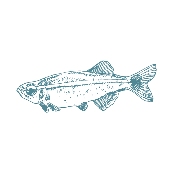 Fish 1.png