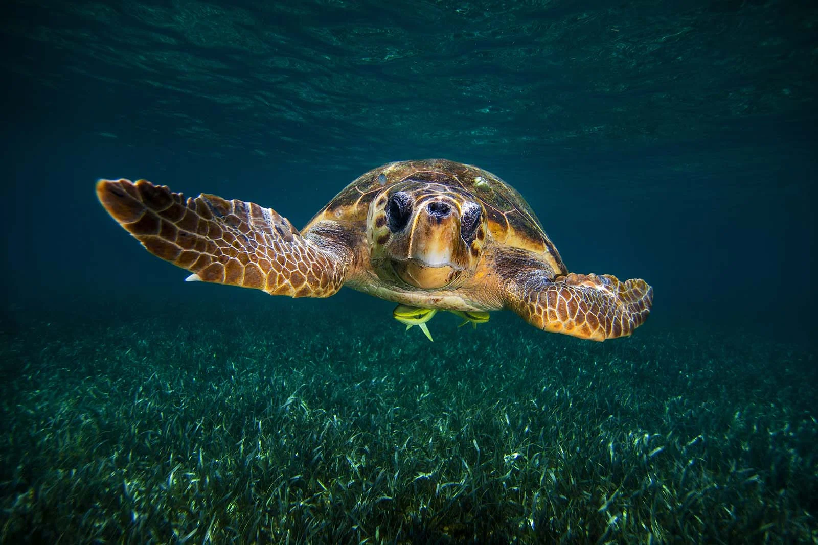 Josh Howard Turtle.jpg