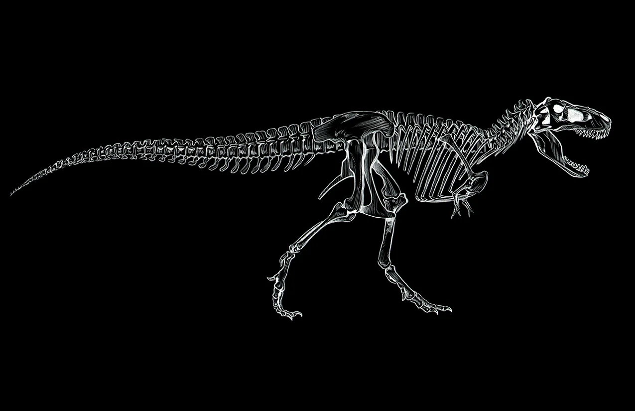Chalk Dino Skeleton Series