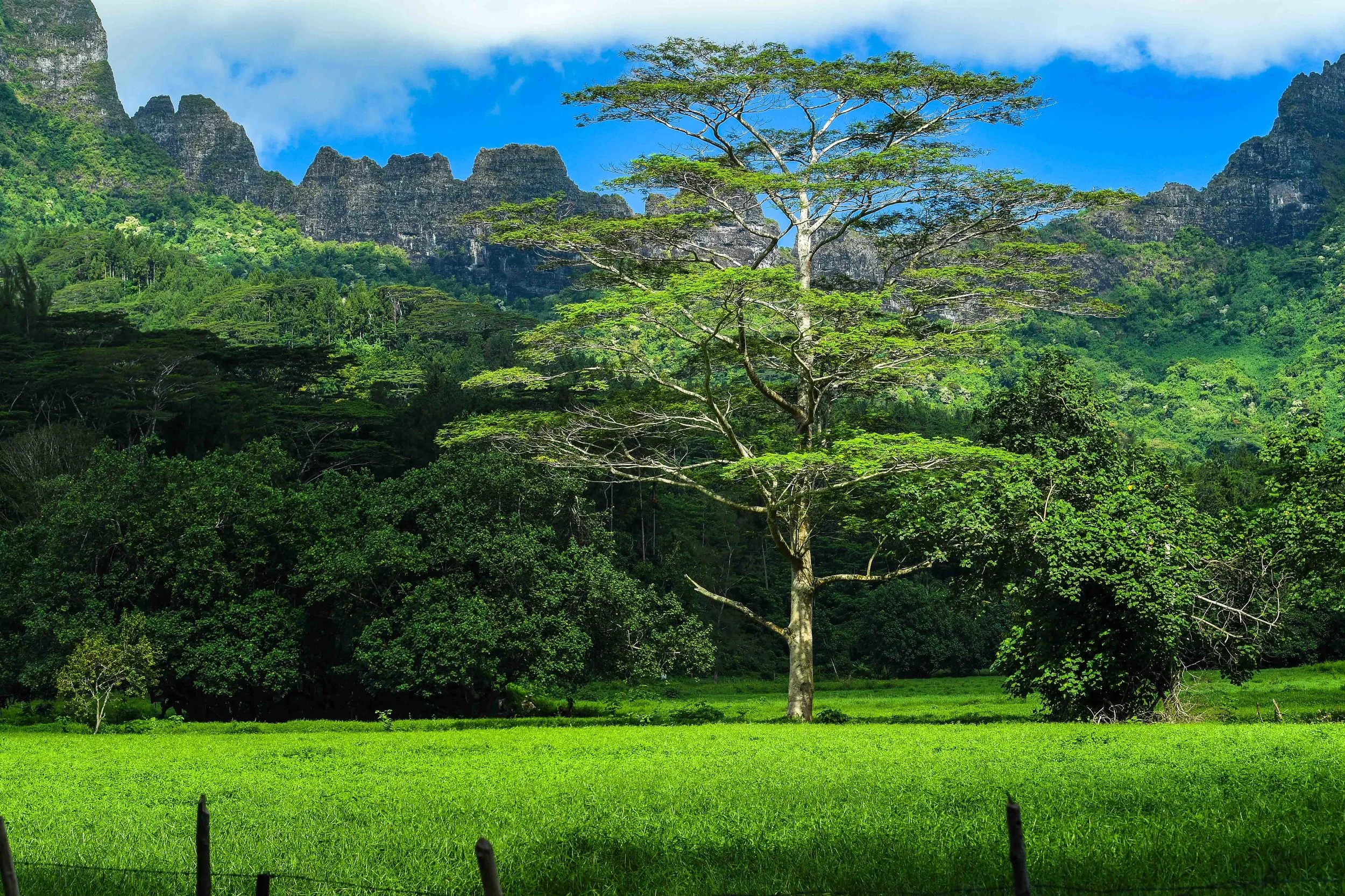 tahiti-tree (1 of 1)-3.jpg