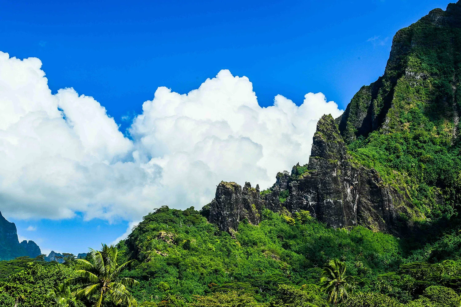 tahiti-tree-(1-of-1)-4.jpg