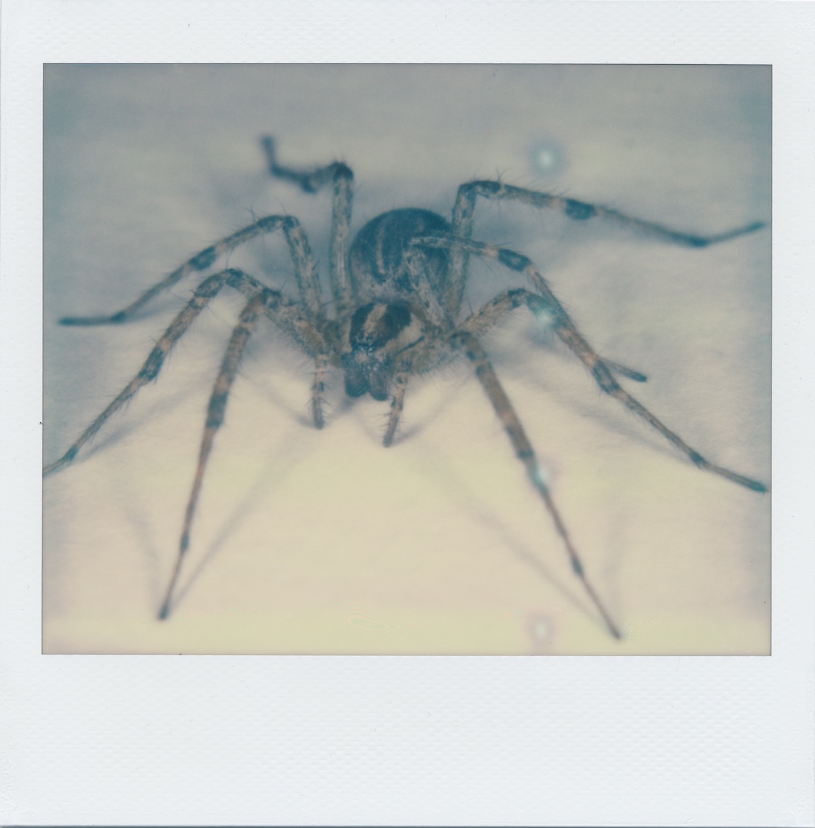 spider6.jpg