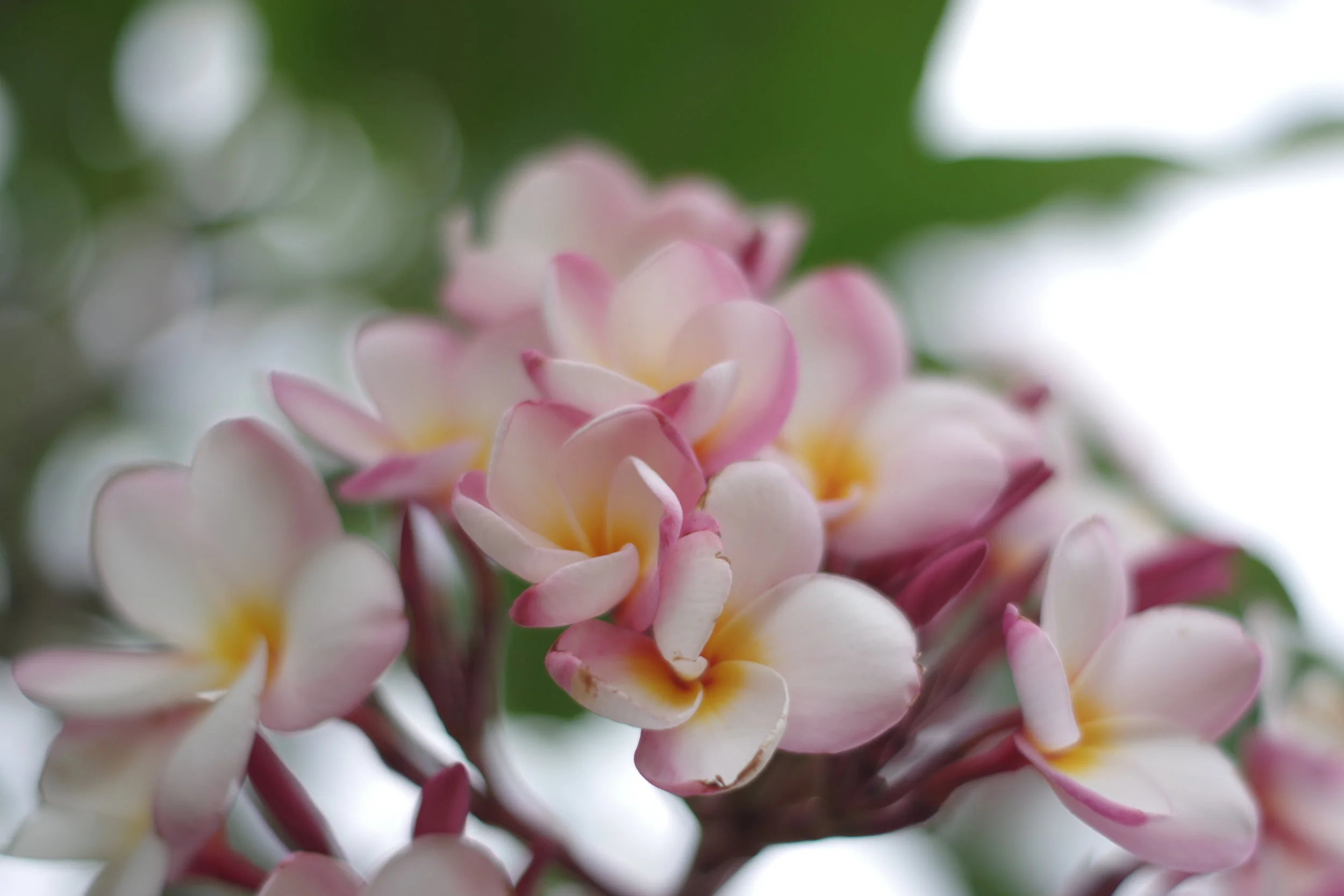 National Flower Of Guam Best Flower Site