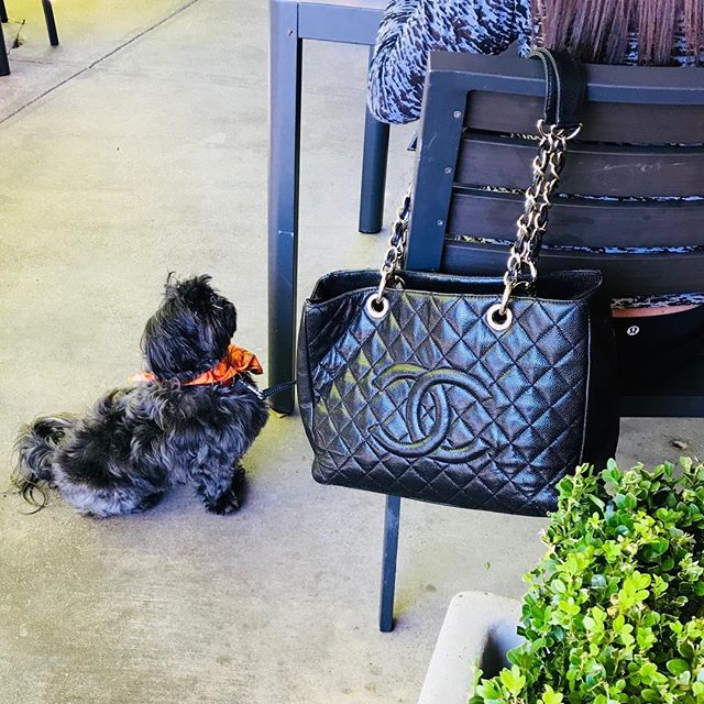 Found this black beauty out #lunching today.....talking about the sweet Puppy, of course! #dallasdogs #dogsitter #petsitter #dallas #dallasdogsofinstagram #dallasdogconcierge #luxurypetcare #luxuryservice #inhomepetcare 
DallasDogConcierge.com for a 