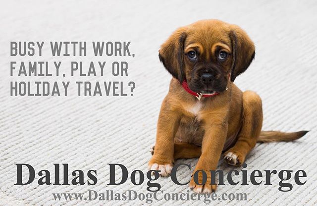 Never board your Dog again! DALLAS DOG CONCIERGE brings Pet Sitting to the comfort of your home! This is Pet Sitting and Beyond at its FINEST! Call us to schedule weekly, monthly or just a special visit while you&rsquo;re away. 🐶{214.801.1241}🐶 #da