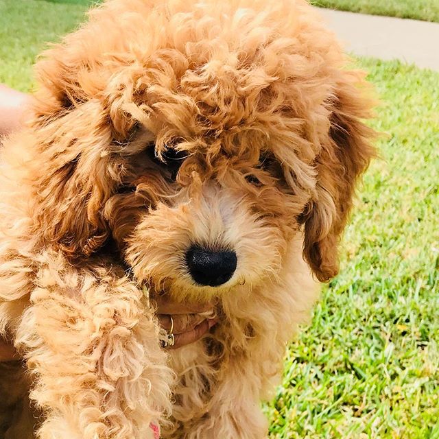 New kid on the block....
#dallasdogconcierge #petsitter #luxuryservice #puppycare #dogcare #dogwalker #dallasdogs #dogsofinstagram #petsittingatitsfinest