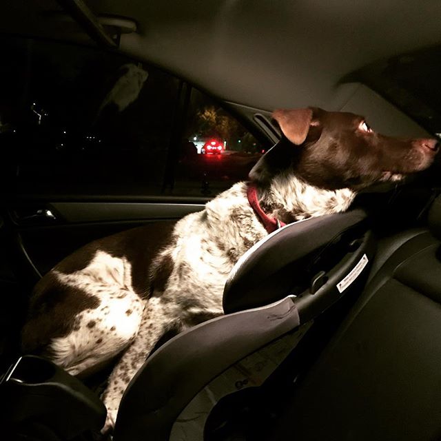 They don't make car seats like they use to ! ... #pettaxi #dallaspetsitter #dallasdogconcierge #dallasdogsofinstagram