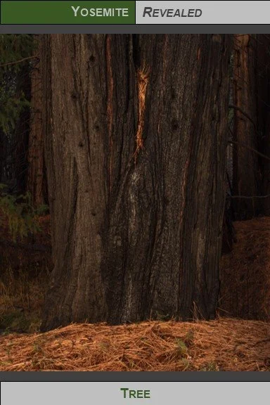 PC_YNP_Tree_2023_2.jpg