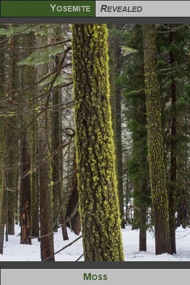 PC_YNP_Moss_2023_2.jpg