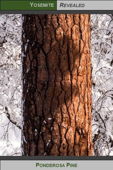 PC_YNP_Ponderosa_Pine_2023_2.jpg