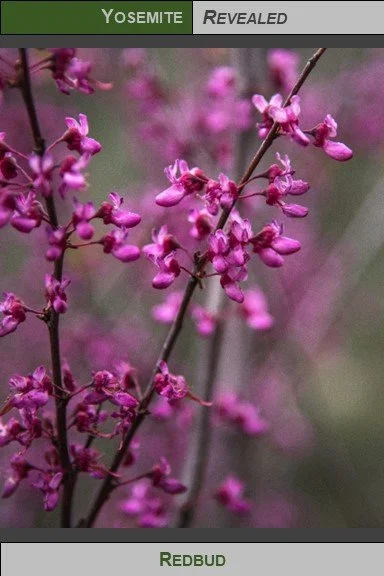PC_YNP_Redbud_2023_3.jpg