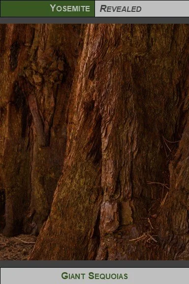 PC_YNP_Sequoias_2023_2.jpg