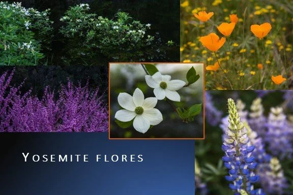 PC_YNP_Flowers_Spanish_2023_1.jpg