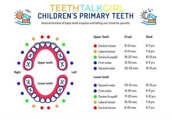 How Many Teeth Do Humans – How Many Teeth In Adults – GTUBM