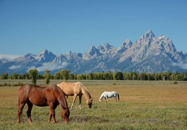 Wyoming-bls