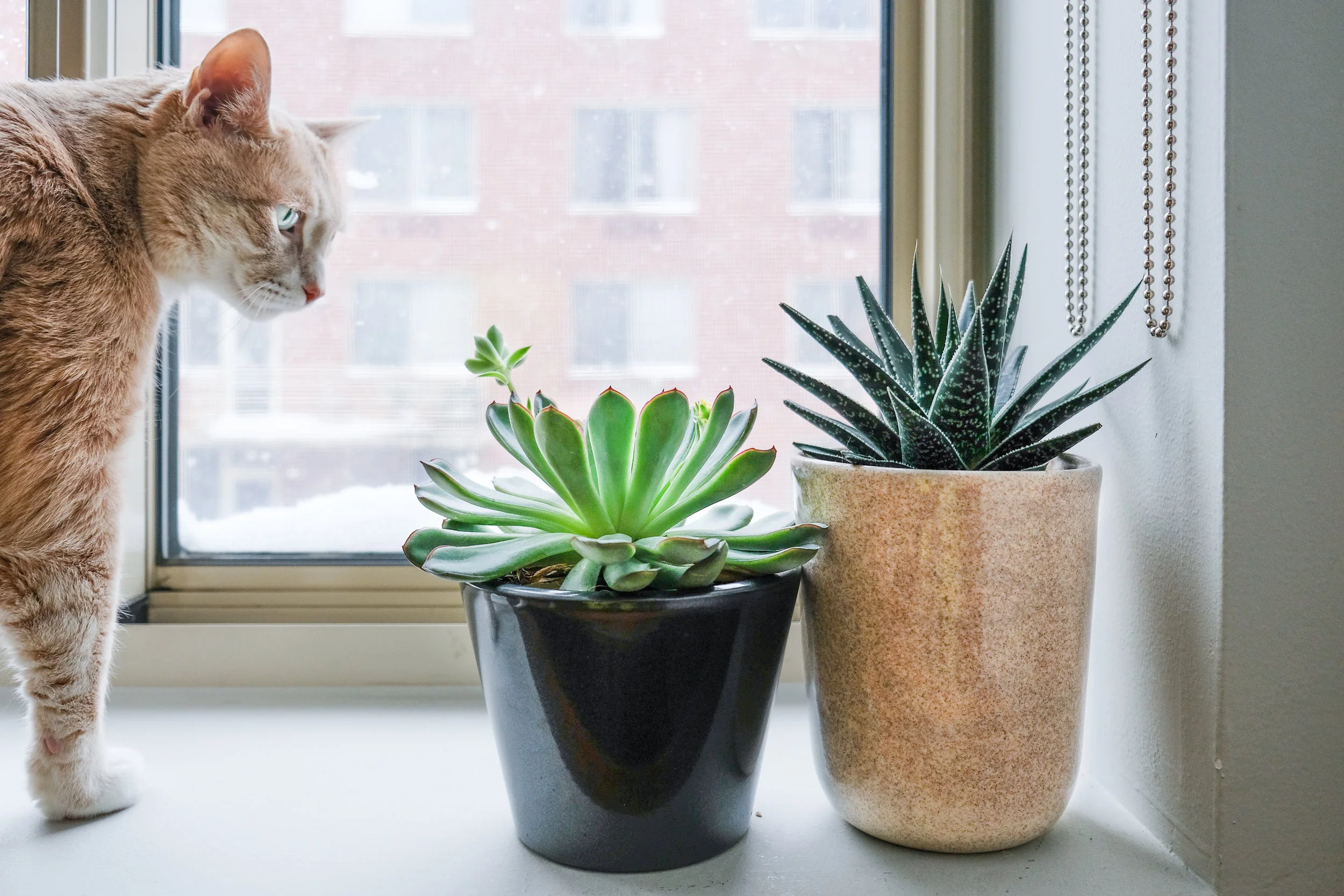 The vase on the right is one that I repurposed as a planter. I placed a small plastic tray in the bottom and nestled a succulent in its store-bought plastic pot in it.