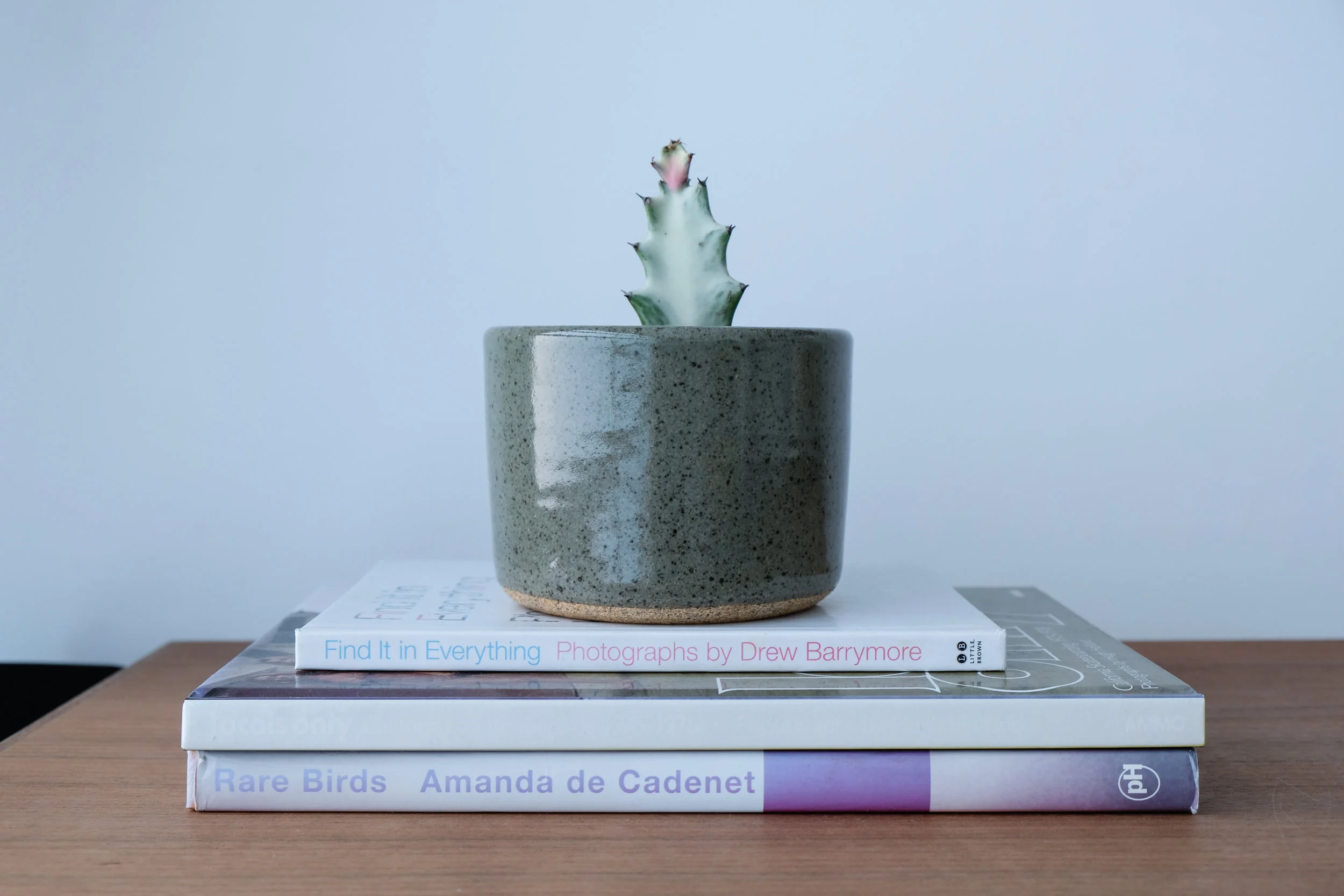 Helloooo adorable mini cactus!