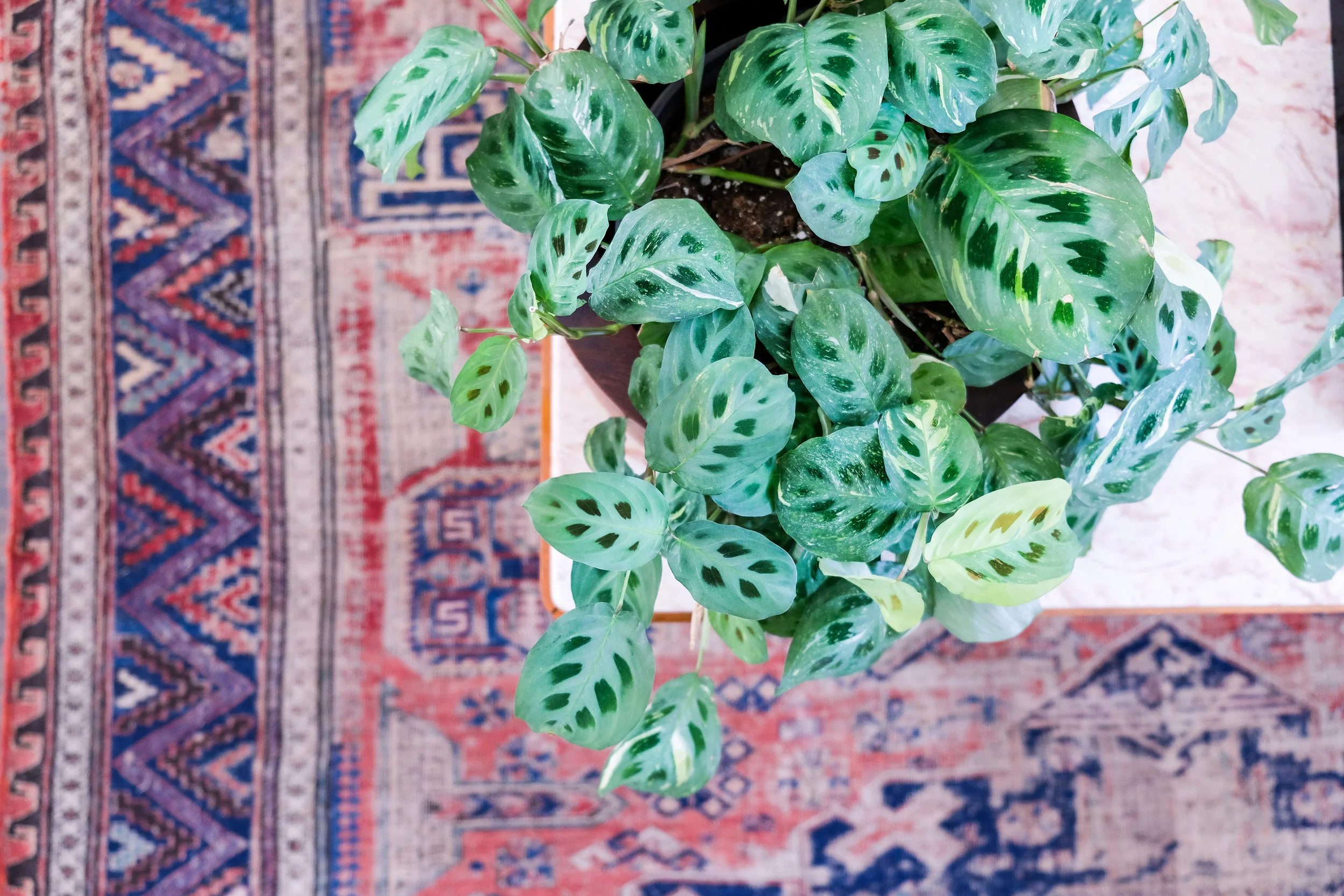 I've had this prayer plant for a few months and just love the pattern!