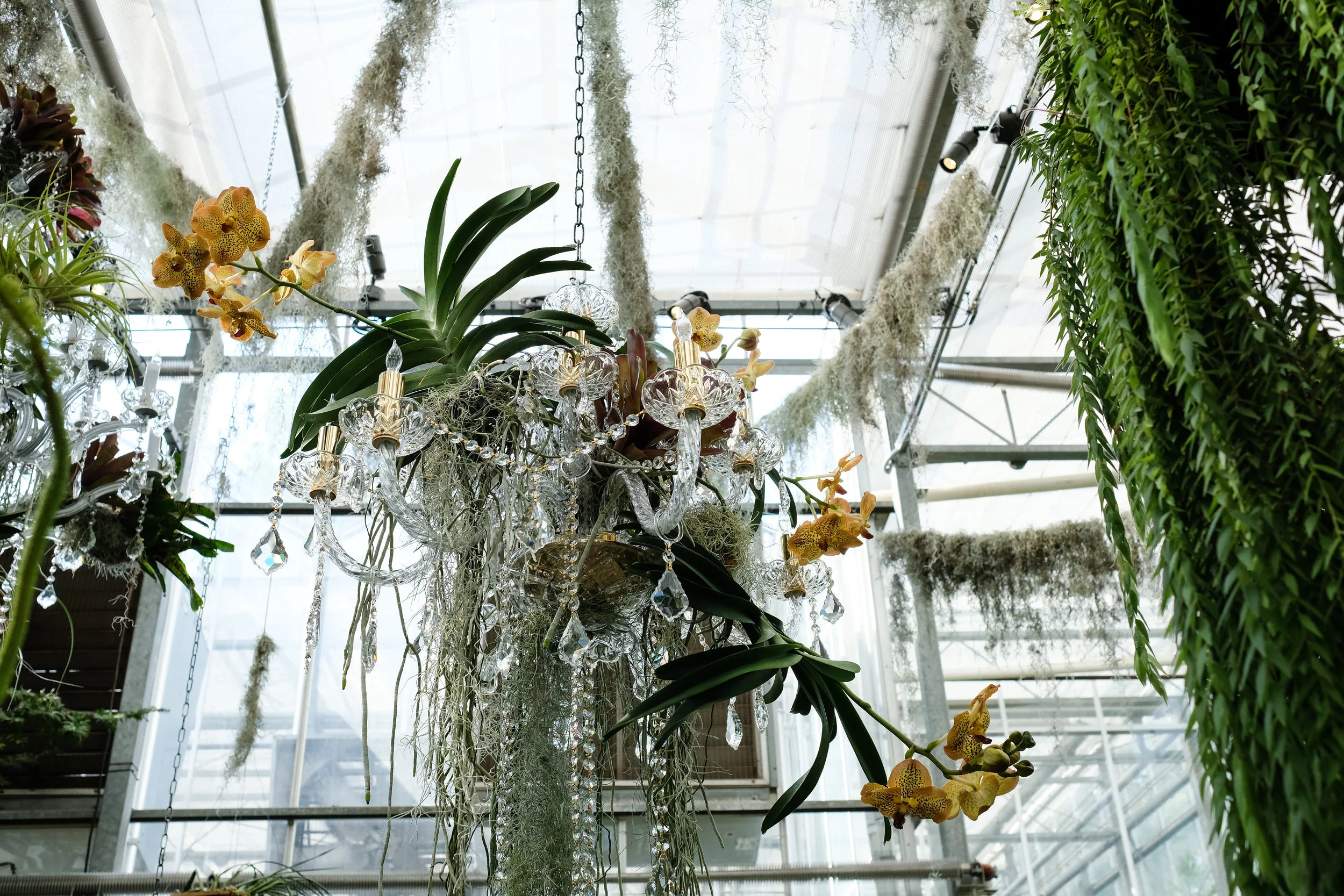 ATL Botanical Garden air plant display