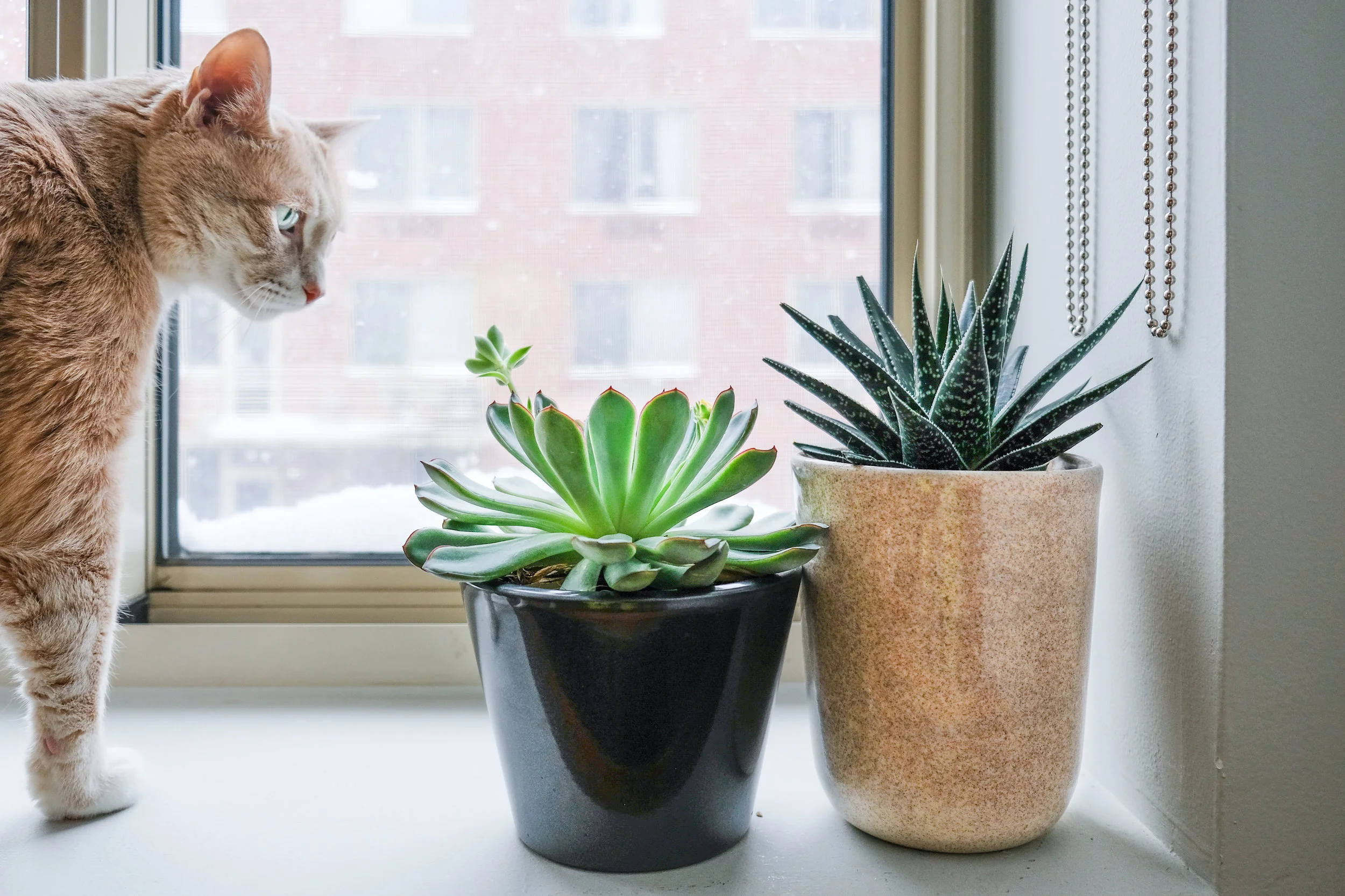 Ozzie also loves my succulents