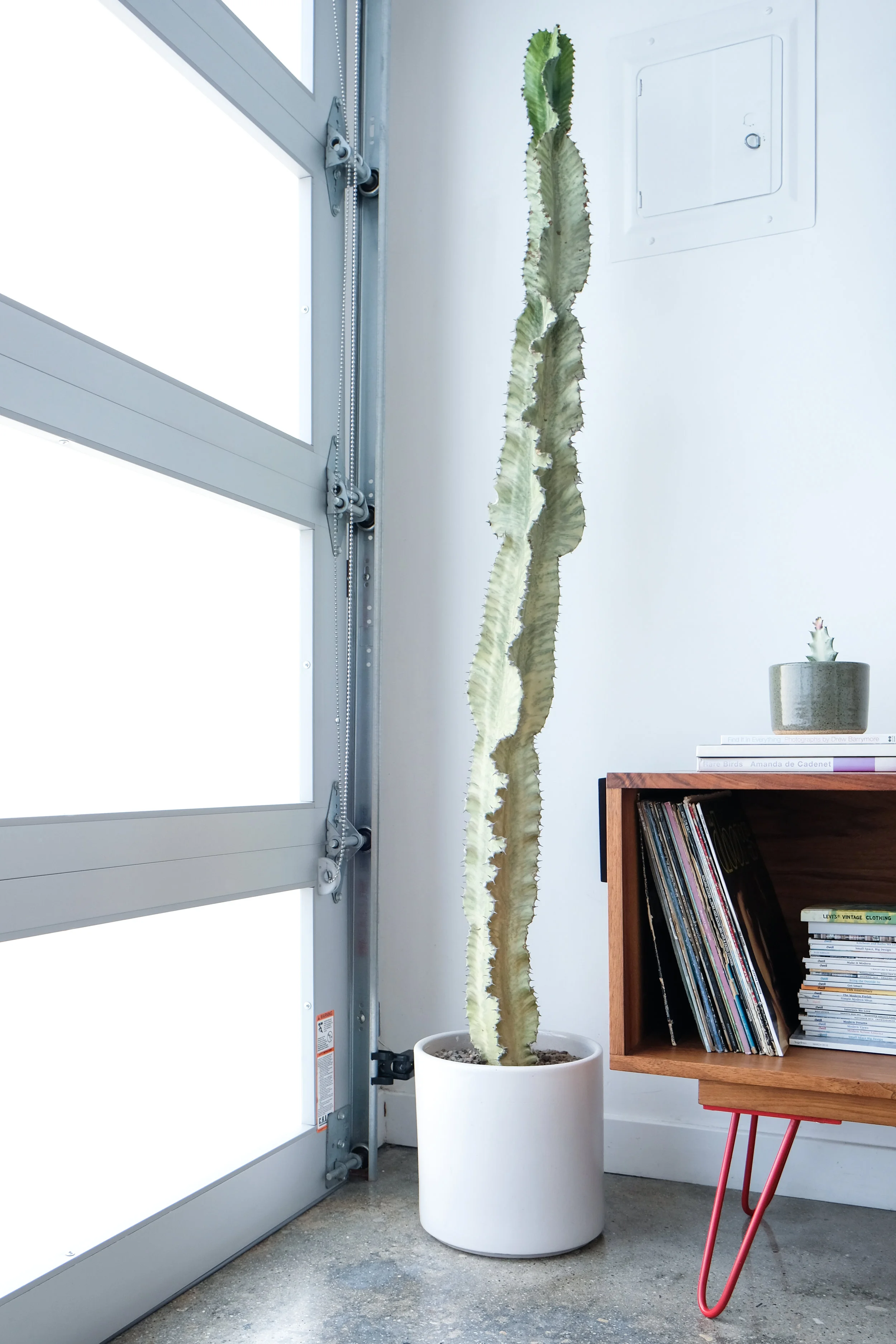 Our LA Airbnb had the most amazing succulents! This cactus was almost as tall as I am!