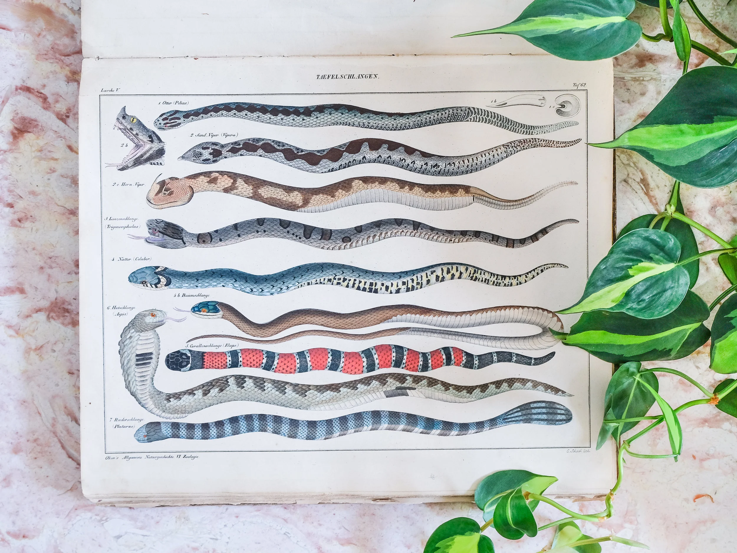 While a lot of people break up old books, I've kept this antique book of wildlife prints in tact. I may break it apart one day so that I can frame some of these beautiful prints, but for now I like to flip through for inspiration. The pages of snake drawings are amazing.