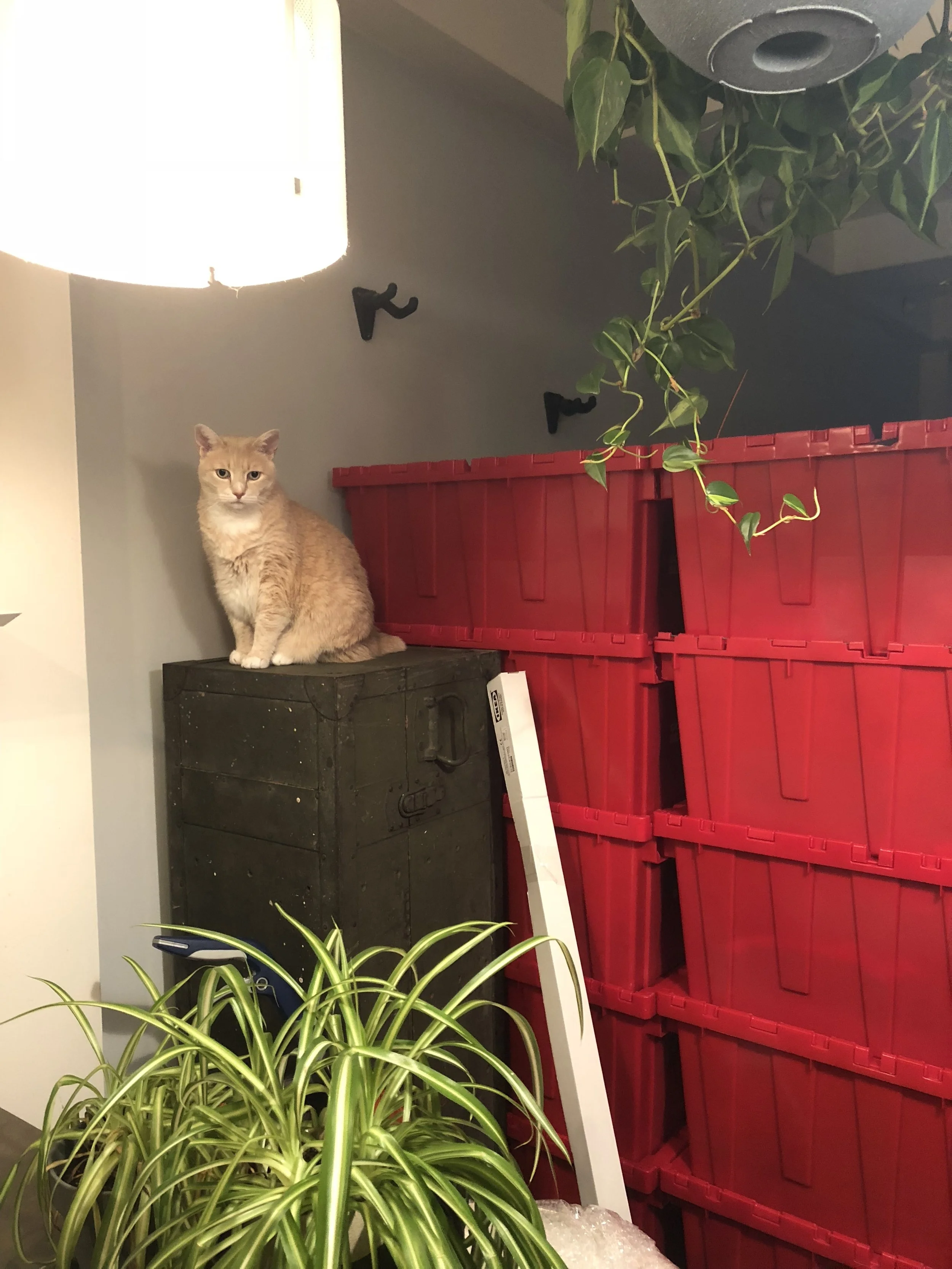 Ozzie is unsure about all of the madness and the bins from Jeff’s apartment.