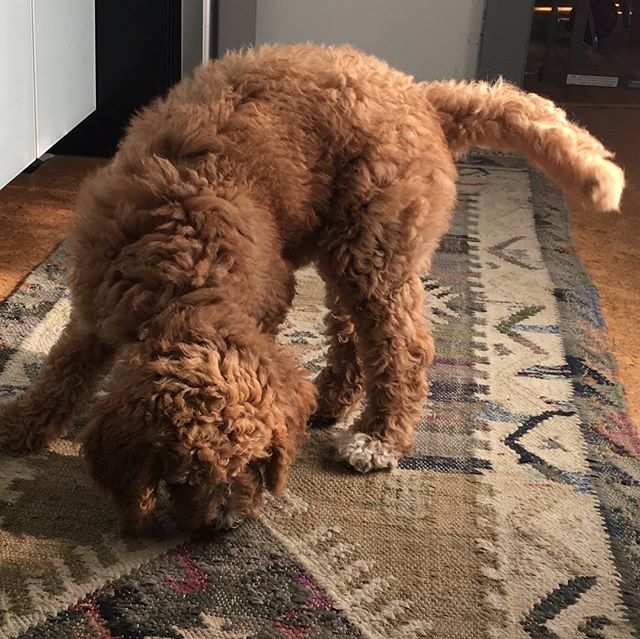 Busy day today!
&bull;
#dogsitting #positivereinforcement #dogtraining #clickertraining #dogwalk #kpa #positivereinforcementdogtraining #lab #goldendoodle #australianshepherd #colorado #dogtrainer #kpactp #dog #dogsofinstagram