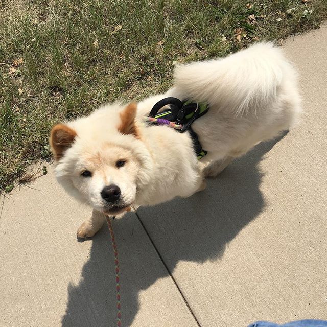 He&rsquo;s so fluffy!! 5-month old Harley is learning to walk nicely on leash 😍
&bull;
#chowchow #purpletongue #sofluffy #looseleashwalking #positivereinforcementdogtraining #puppy #puppiesofinstagram #dogtrainer #dogtraining #clickertraining #kpa #