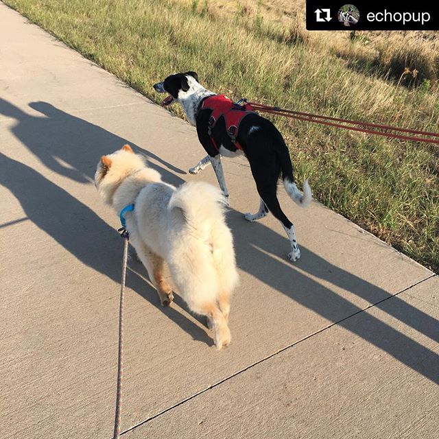 This is during the SECOND 😲 BAT walk for Ranger!! (black dog on the right) I&rsquo;m so stinking proud of him right now. Kept having to pinch myself while on the walk 😍 &bull;
#reactivedog #reactivedogsunite #batwalk #grishastewart #positivereinfor