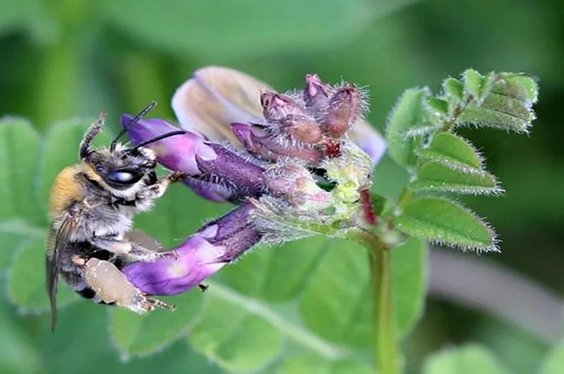 Abeille sauvage