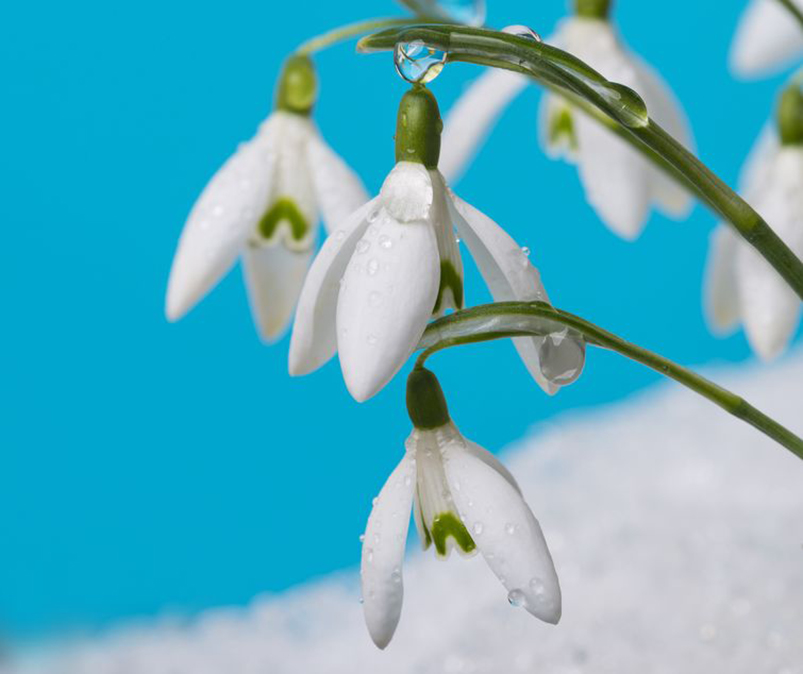 Le perce-neige  (Galenthus nivalis)