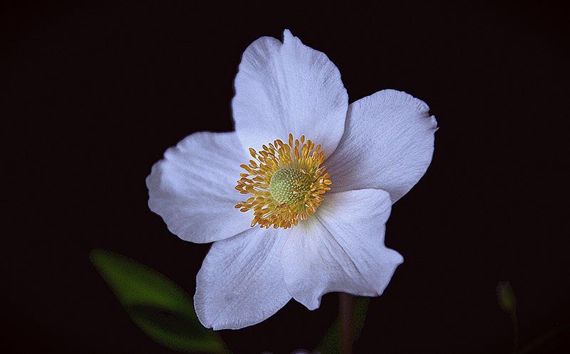 L’anémone du Canada  (Anemone canadensis)  Photo by  Hanne Hoft Bidtnes  on  Unsplash