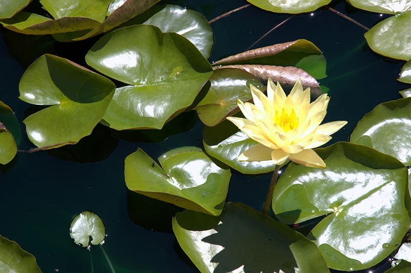 Nénuphar