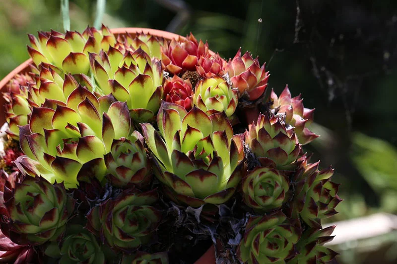 Joubarbe à toile d’araignée (Sempervivum arachnoideum)