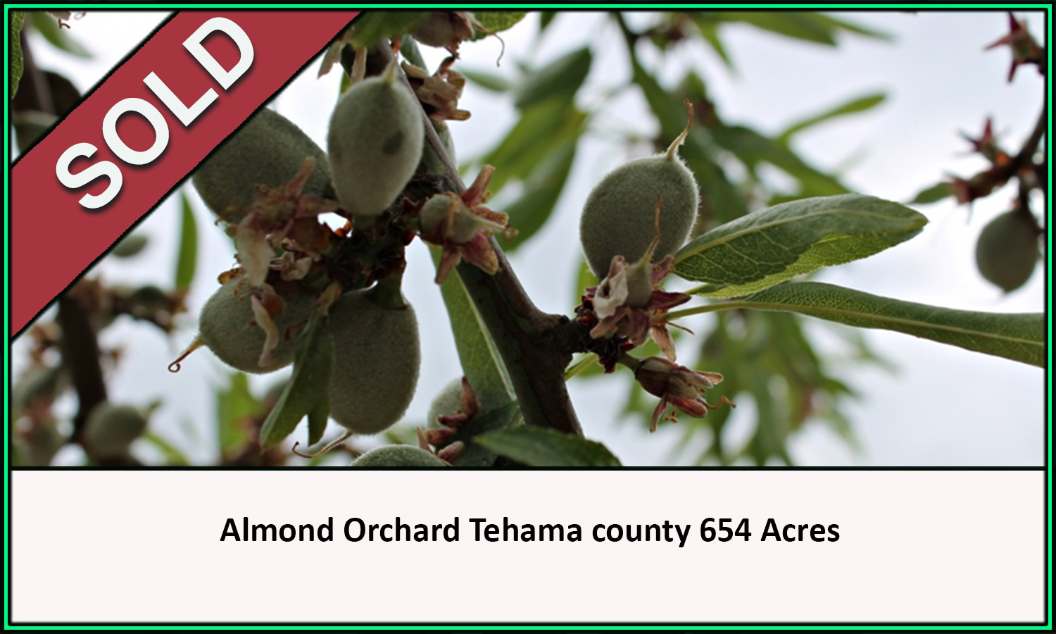 Almond Orchard Tehama County Sold