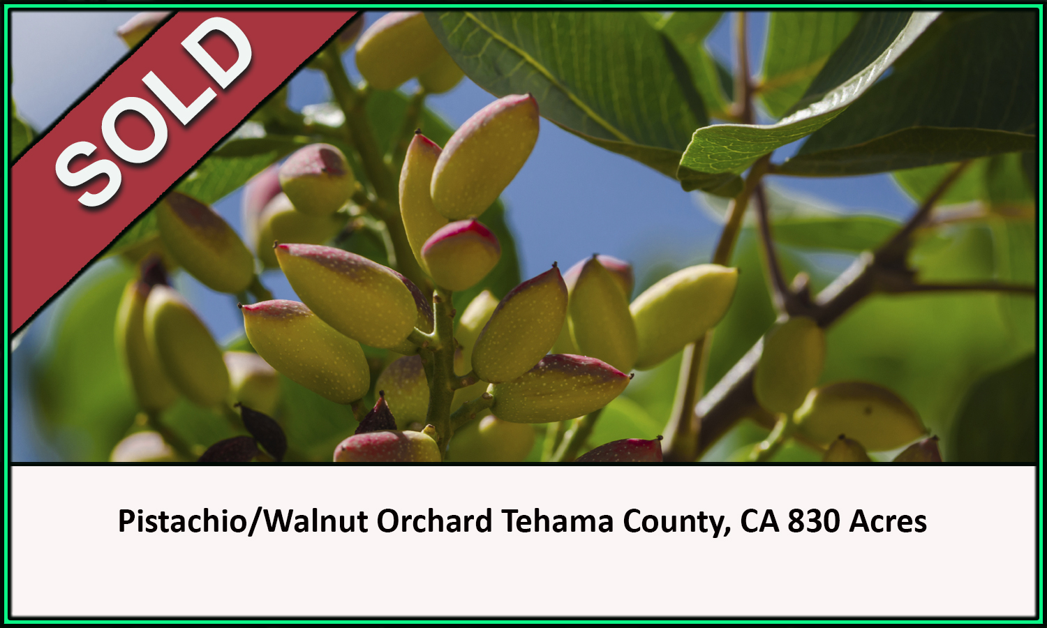 Pistachio Walnut Tehama County California Sold