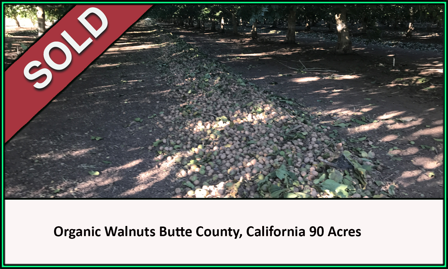 Organic Walnut Orchard Butte County California Sold