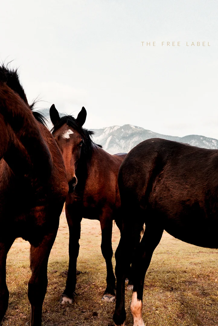 101517_FREELABEL_HORSES_DSC06410 .jpg