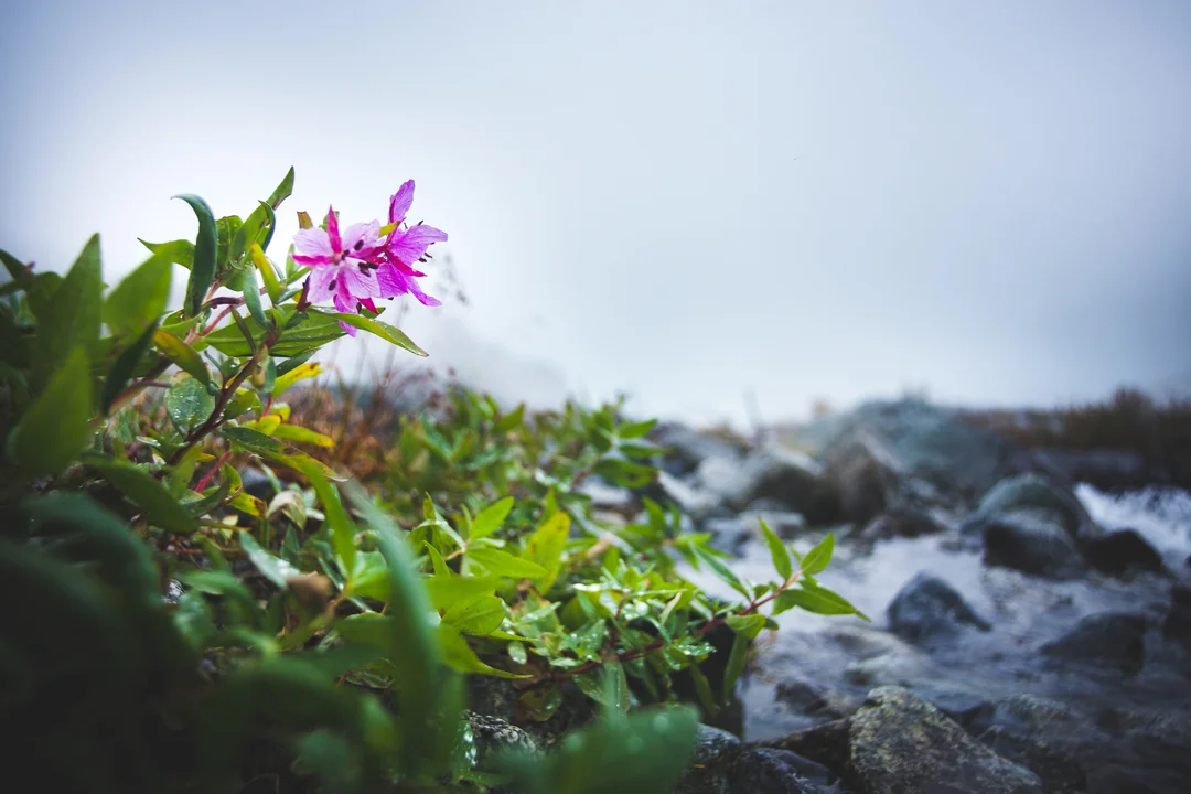FLORA_Flowers-Above-the-Mist_1080px.jpg