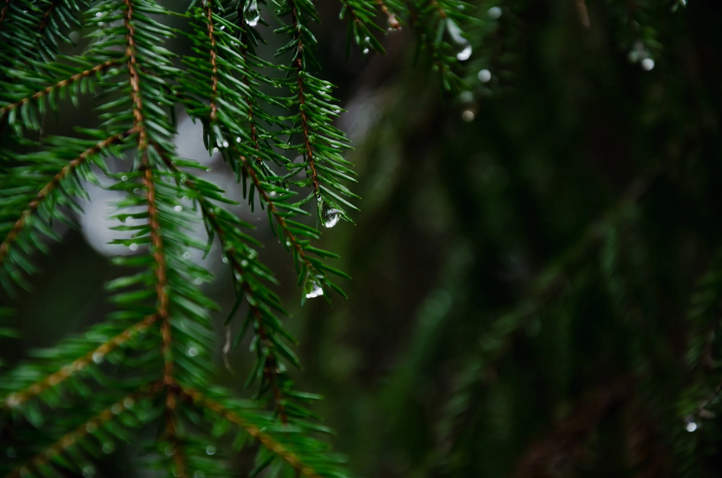 vecteezy_spruce-tree-branches-in-a-dark-forest-with-raindrops_14996359.jpg
