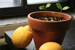 growing-seed-sml.jpg