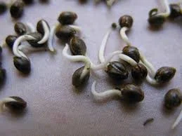 Seed cracking.jpg