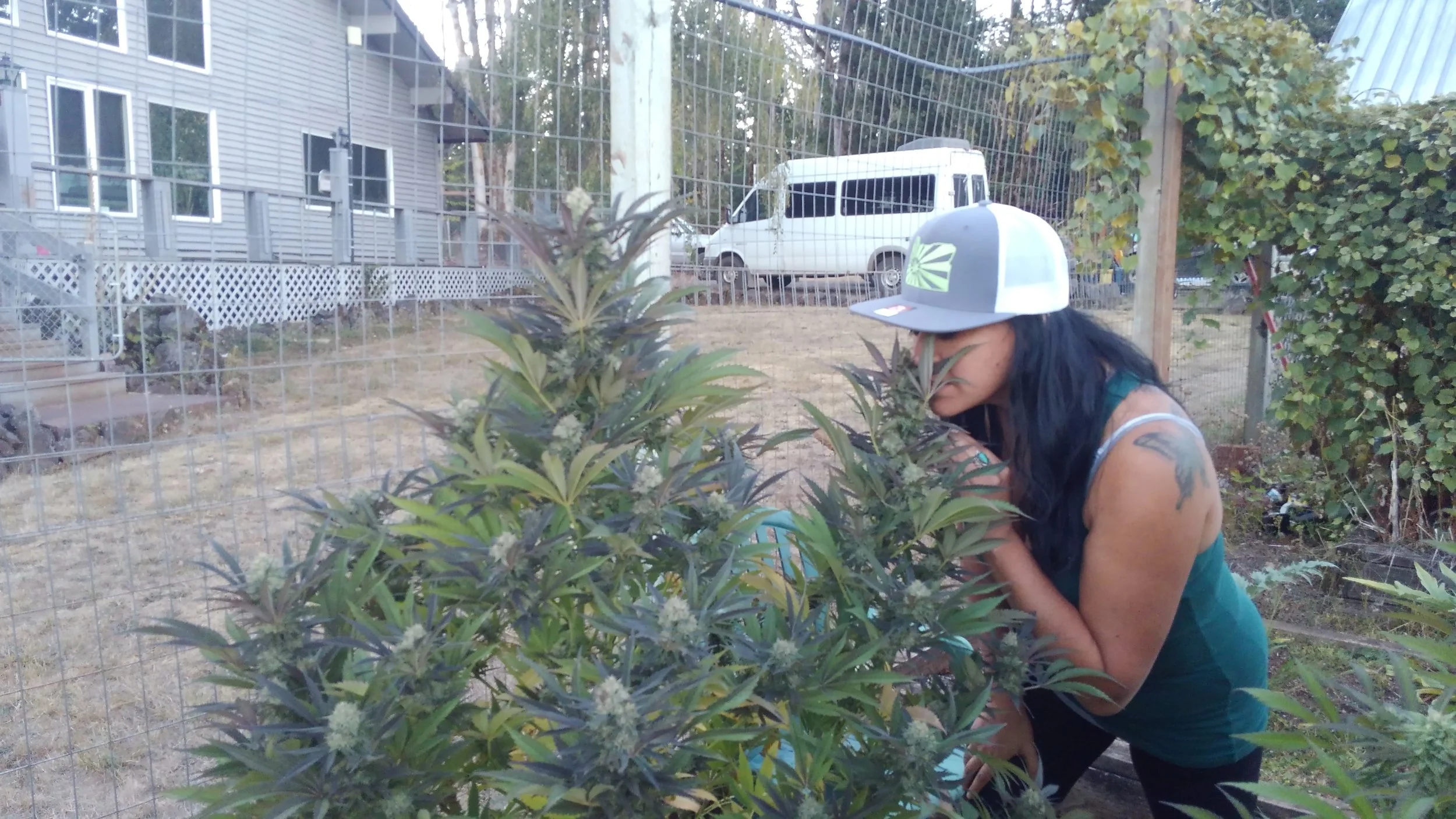  Pheno-hunting. Diana 2018 