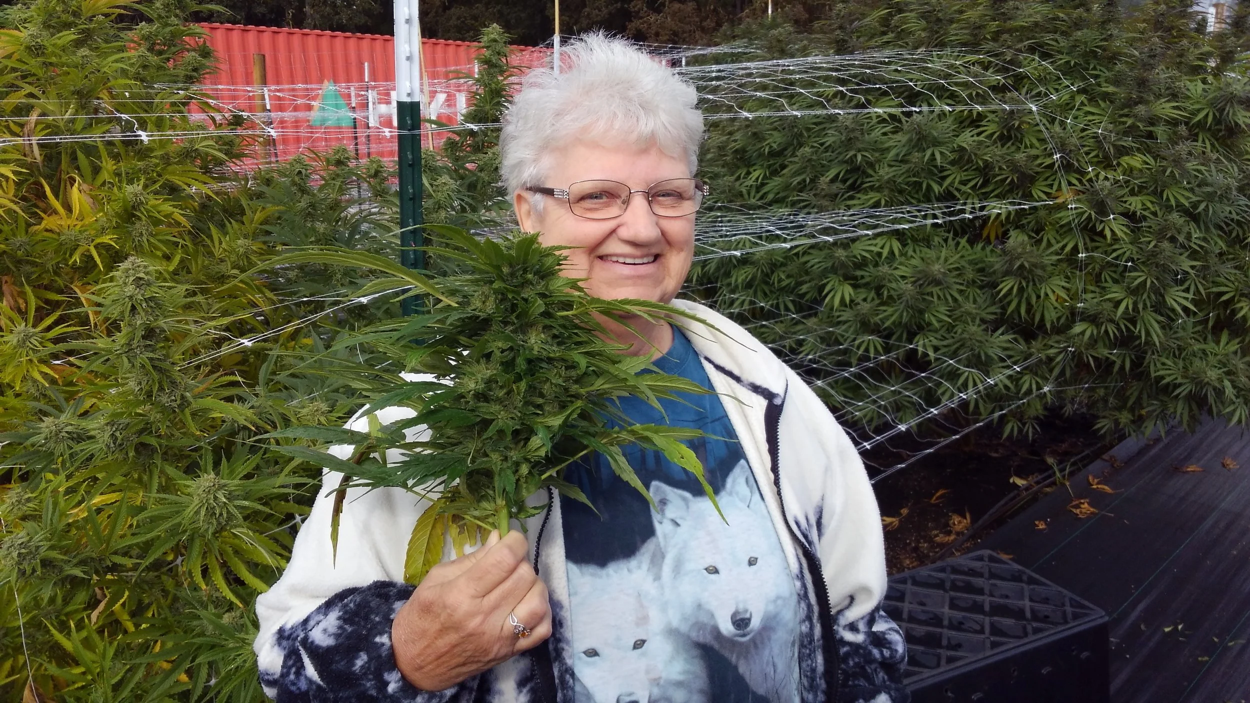  Janet— The Queen of the Sol Rolls.. If you’ve Smoked one It was either Janet or Nick that rolled it.. Enjoy.  Harvest 2017 